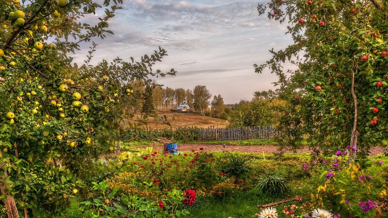 Apple Orchard Garden — Green, Serene