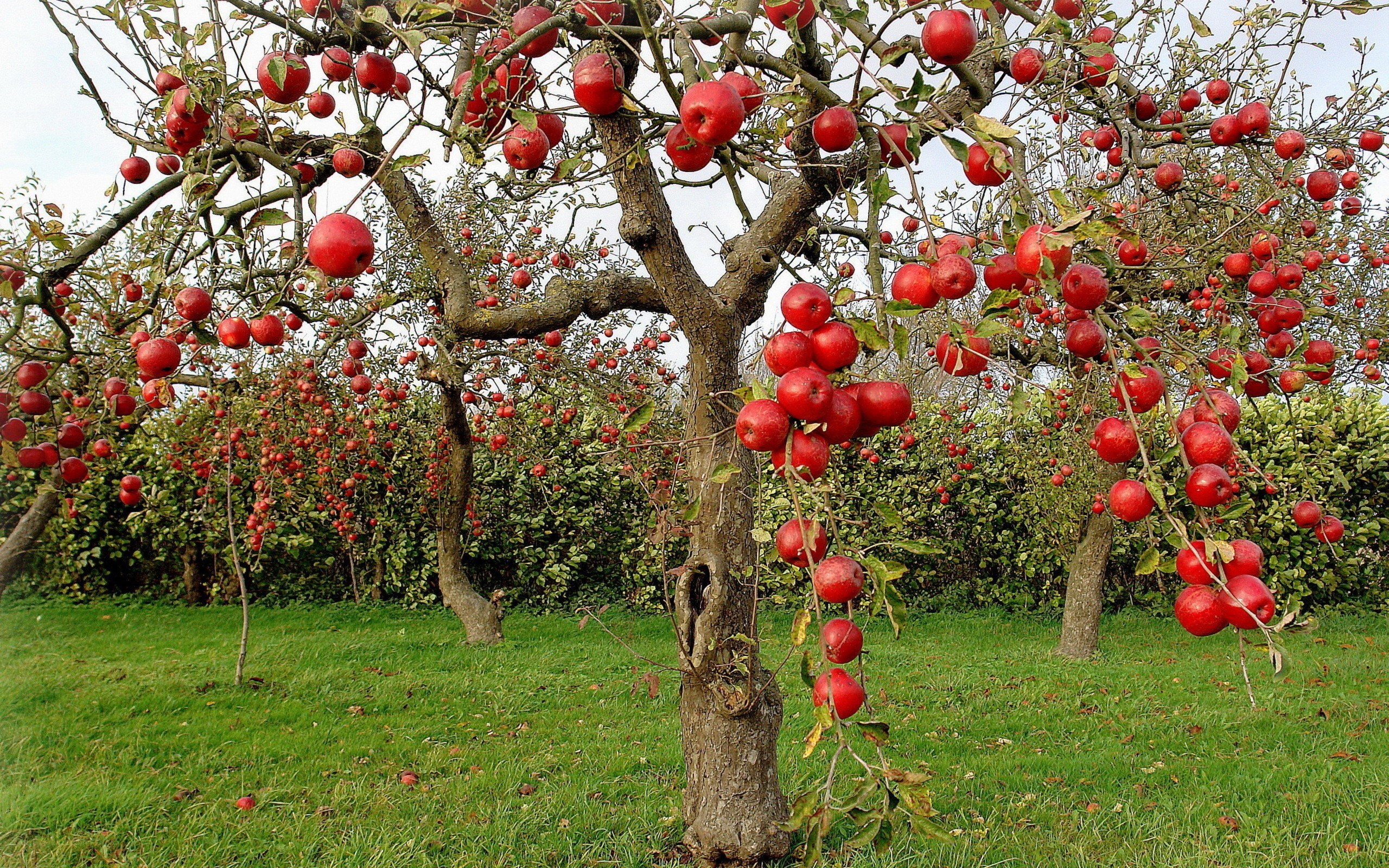 apple orchard in autumn