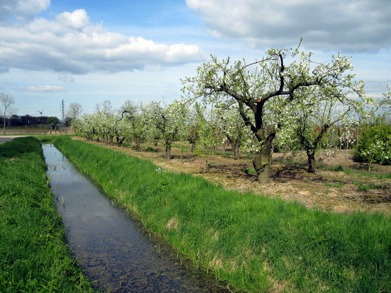 Apple Orchard in Bloom — Green, Serene, Spring, Photograph