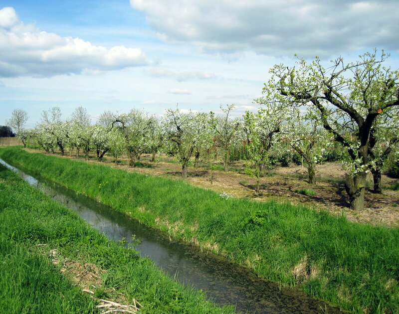 Apple Orchard in Bloom — Green, Serene, Spring, Photograph, Trees