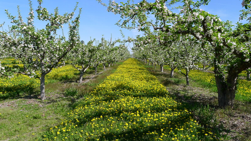 Apple Orchard in Bloom — Green, Serene, Spring