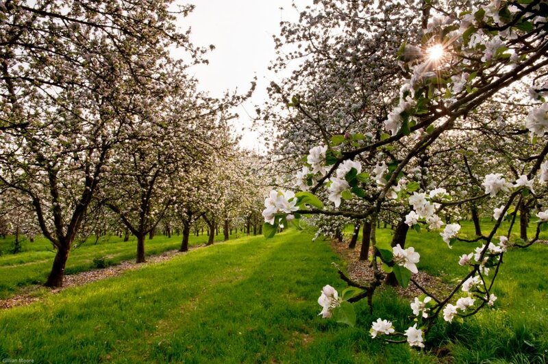 Apple Orchard in Bloom — Green, Serene