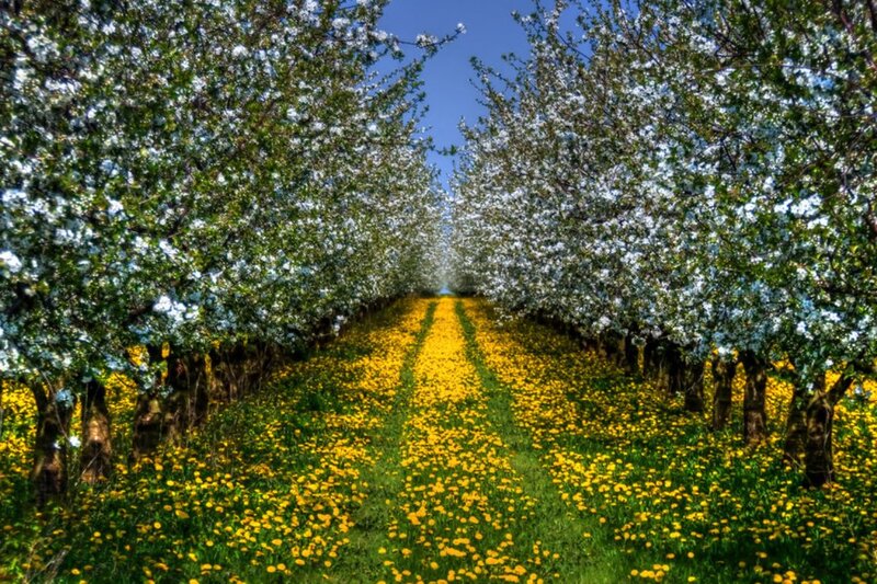 Apple Orchard in Bloom — Yellow