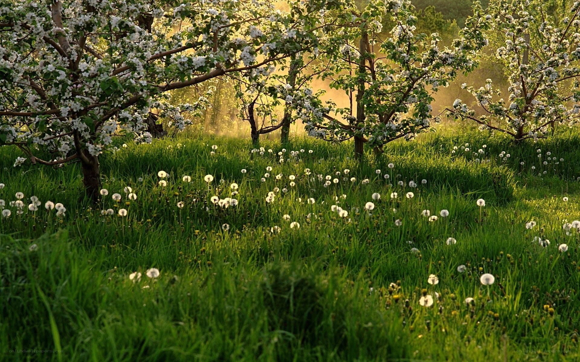 Apple orchard in spring bloom