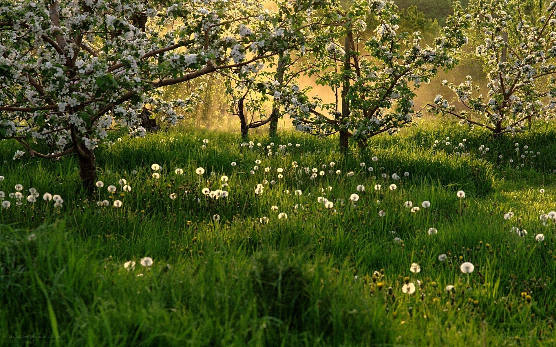 Apple orchard in spring