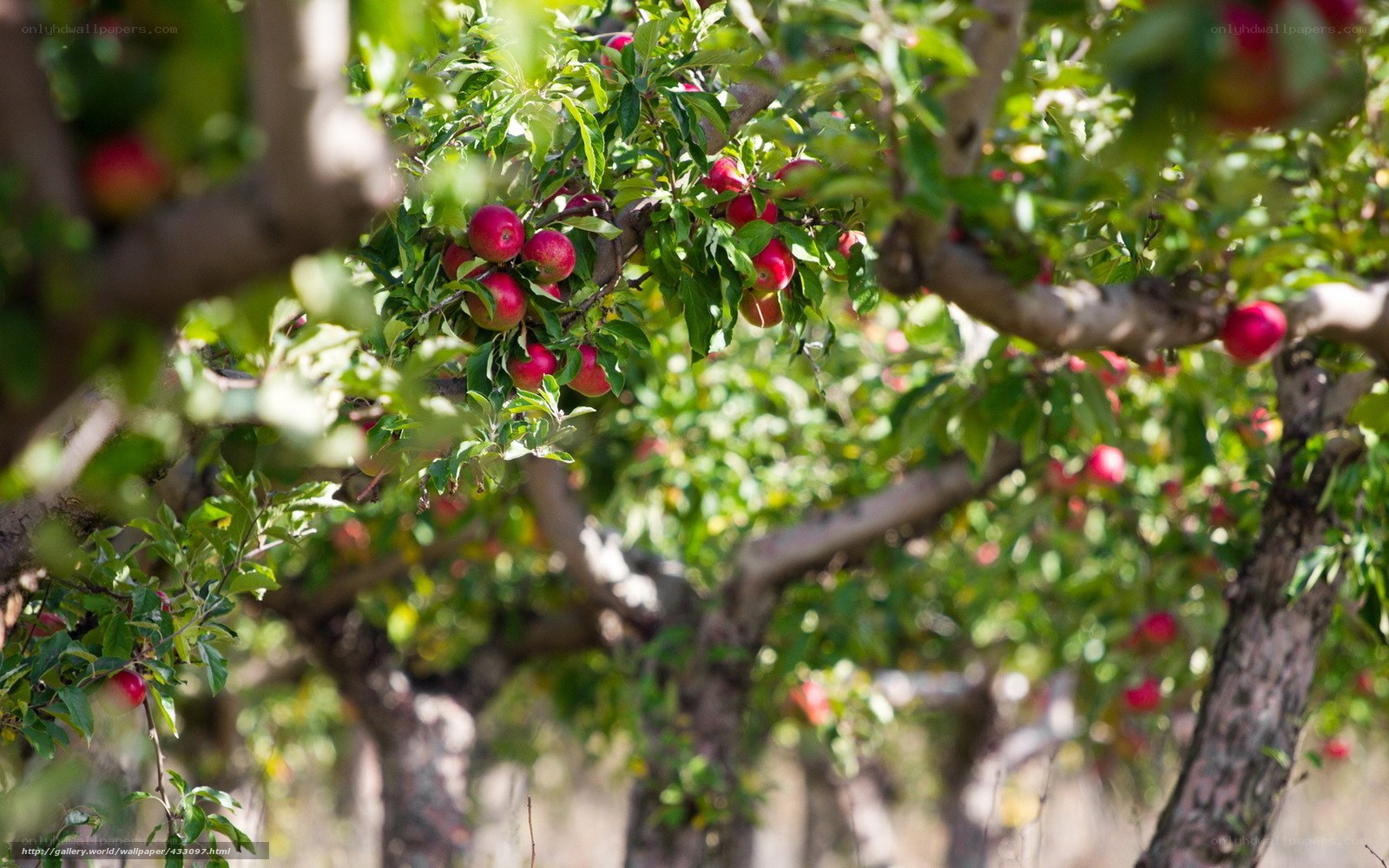 Apple orchard in sunlight