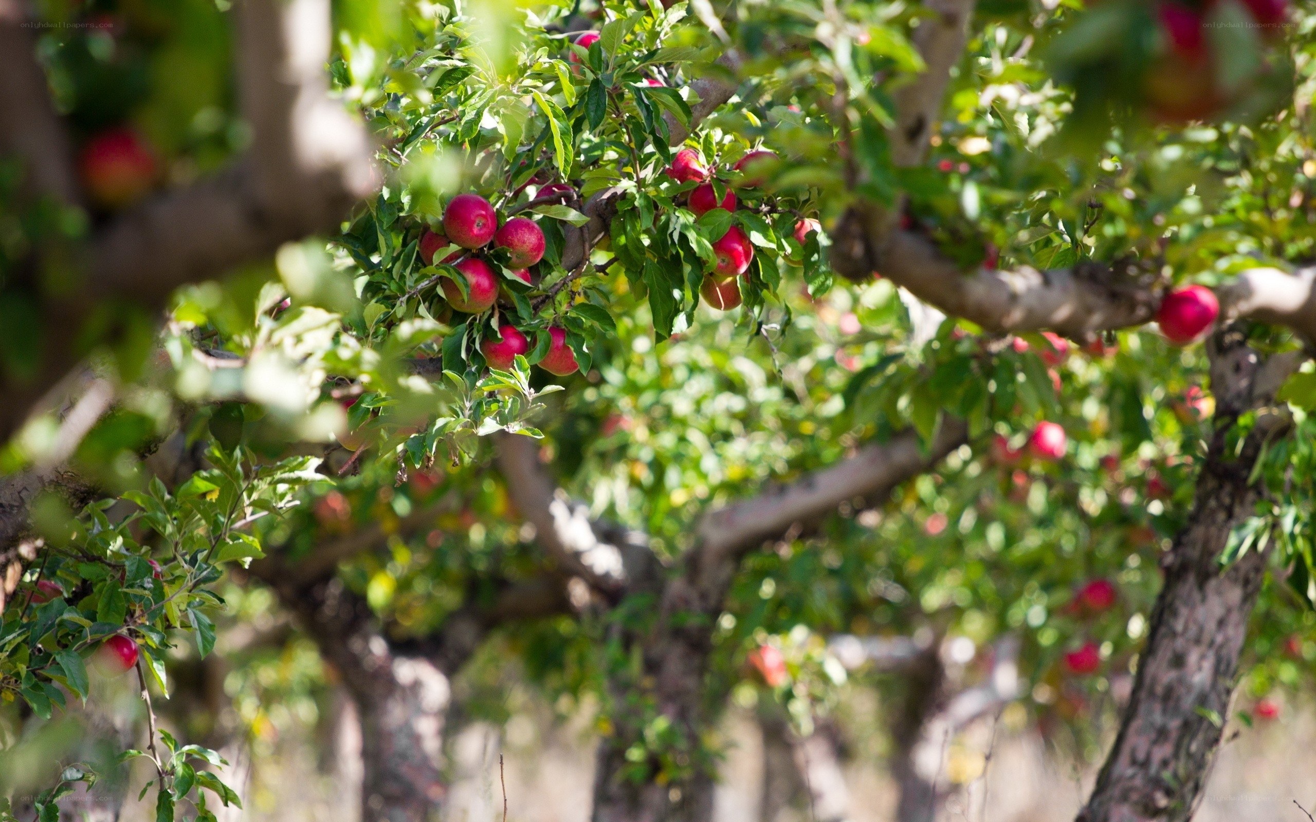 apple orchard in sunlight