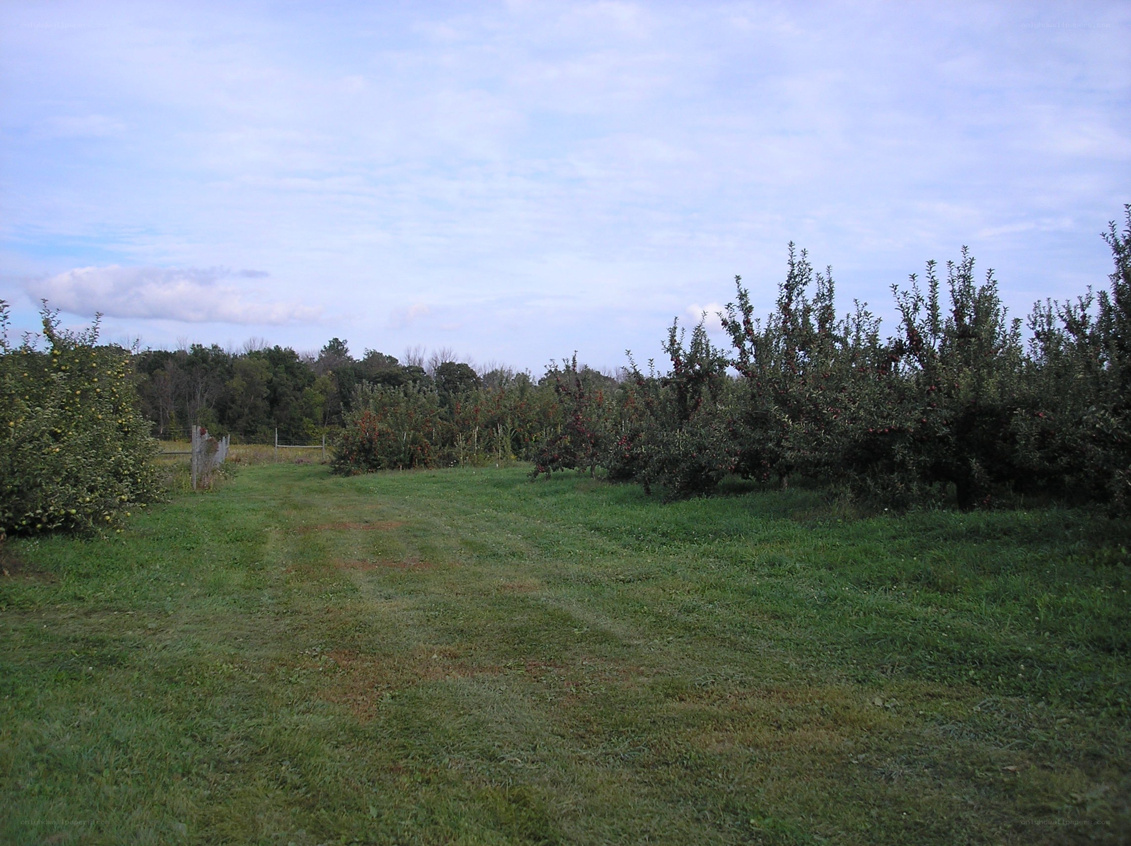 apple orchard on a cloudy day