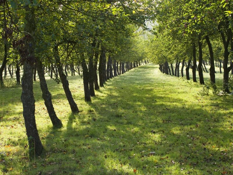 apple orchard path