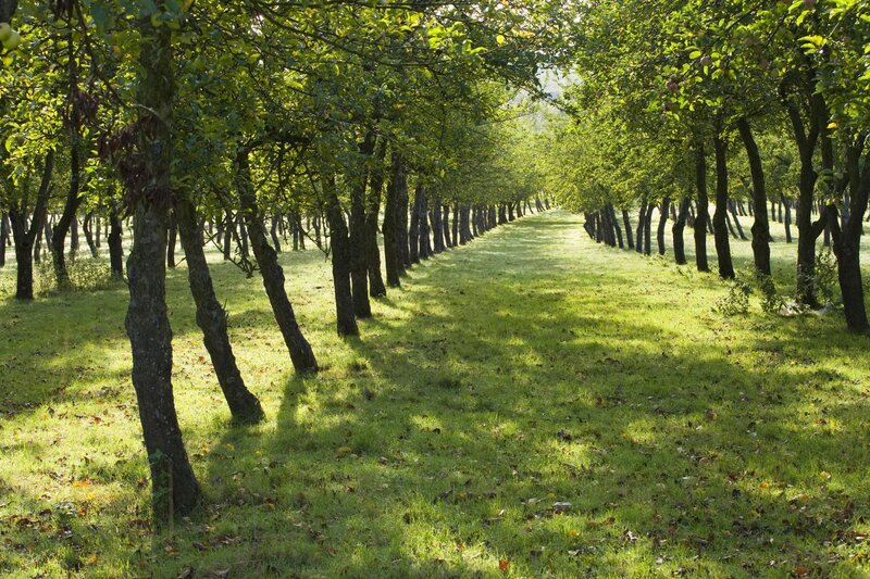 Apple Orchard Path — Green