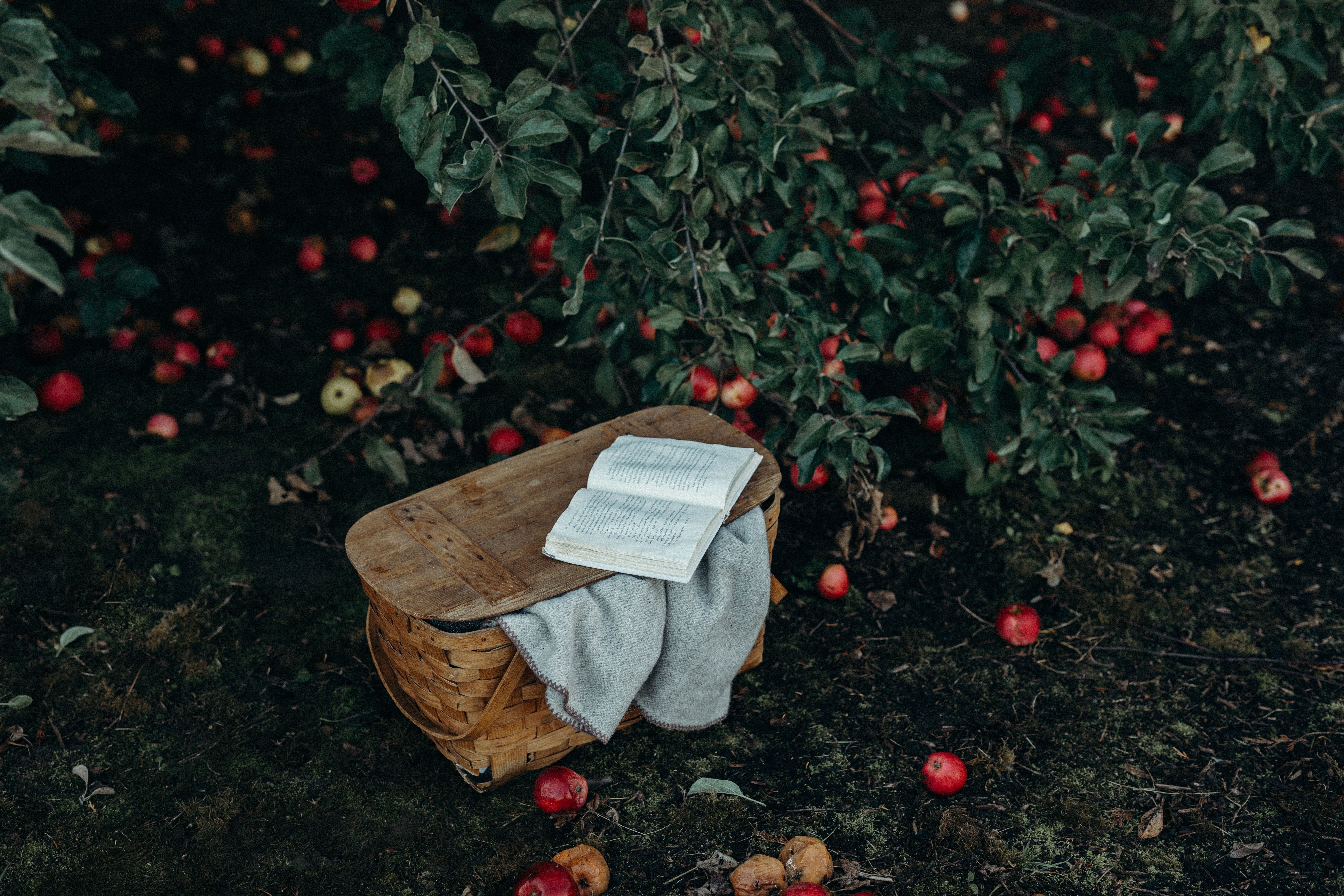 Apple orchard picnic scene