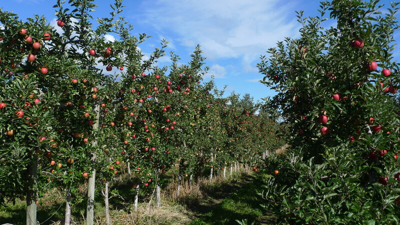 apple orchard rows