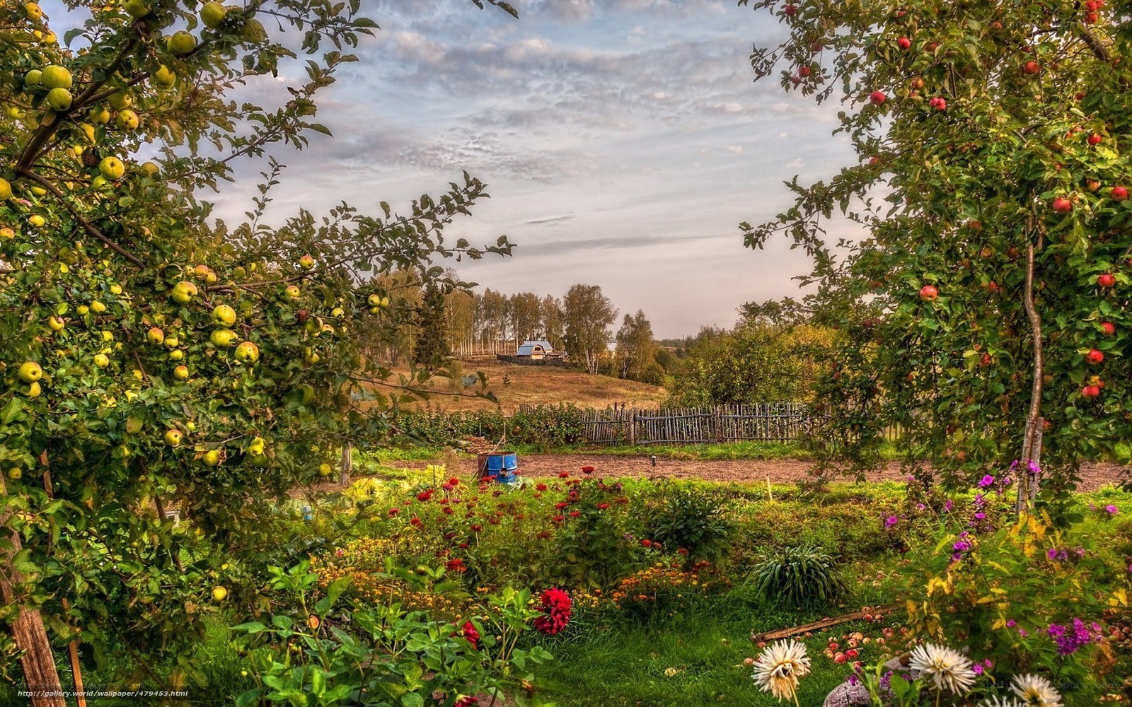 Apple orchard with garden view