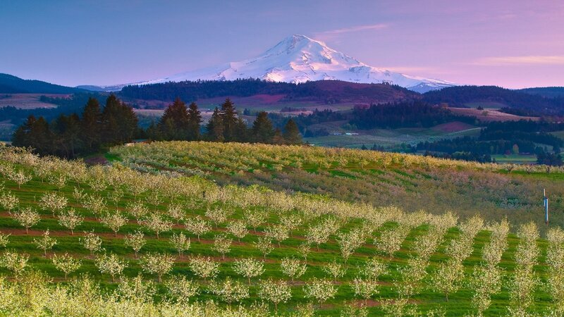Apple Orchard with Mountain