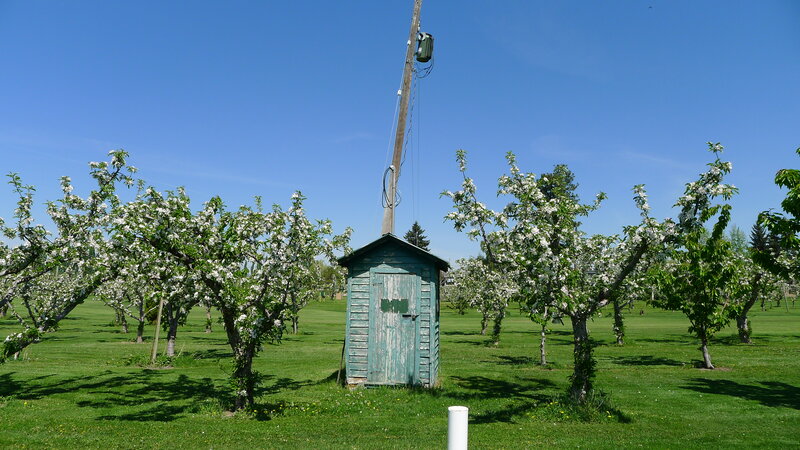 Apple Orchard with Shed