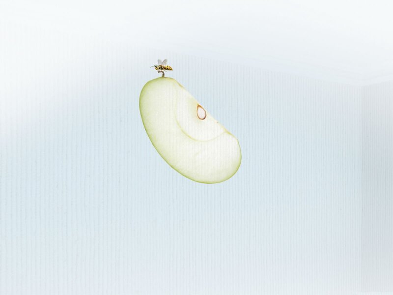 Apple Slice with Insect