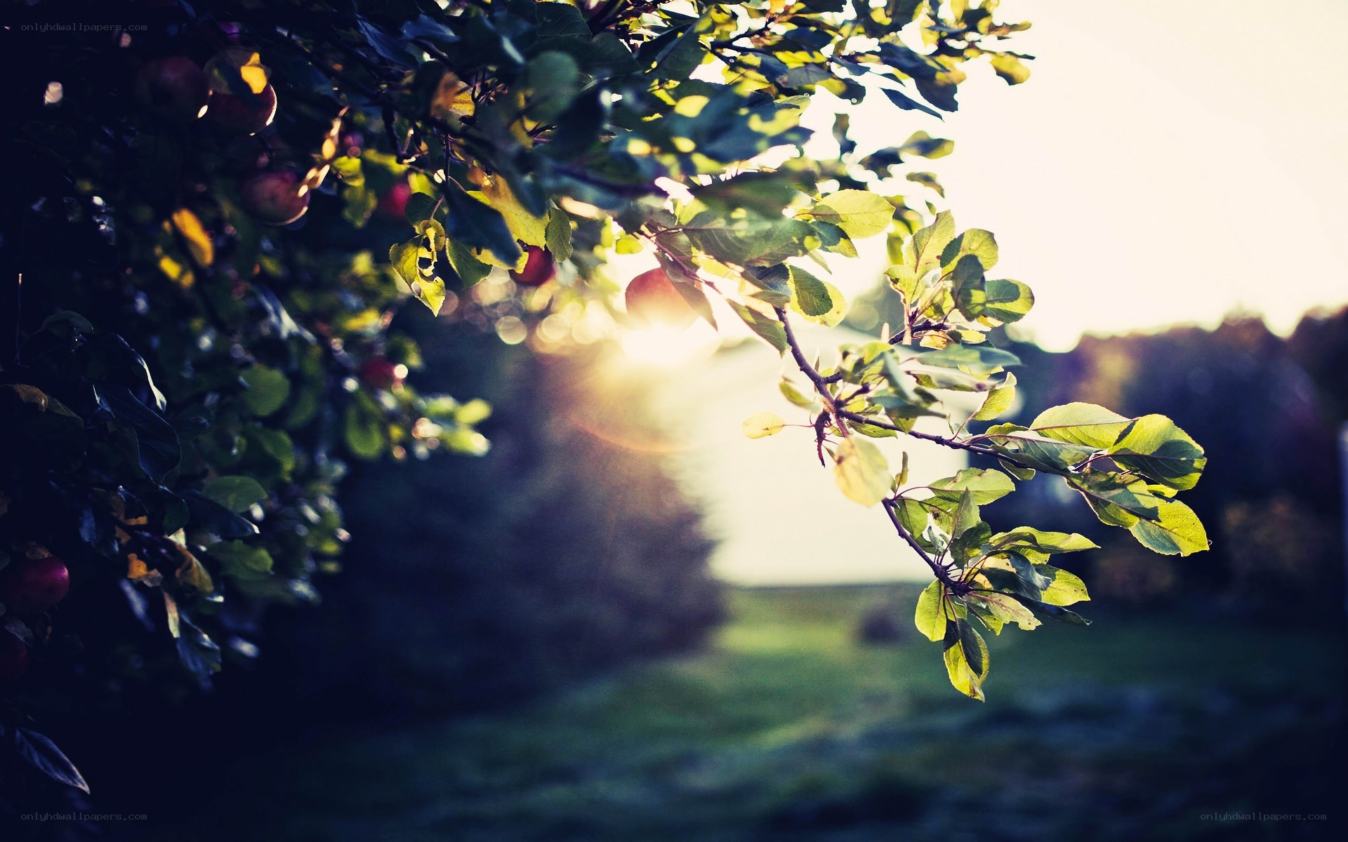 apple tree at sunset