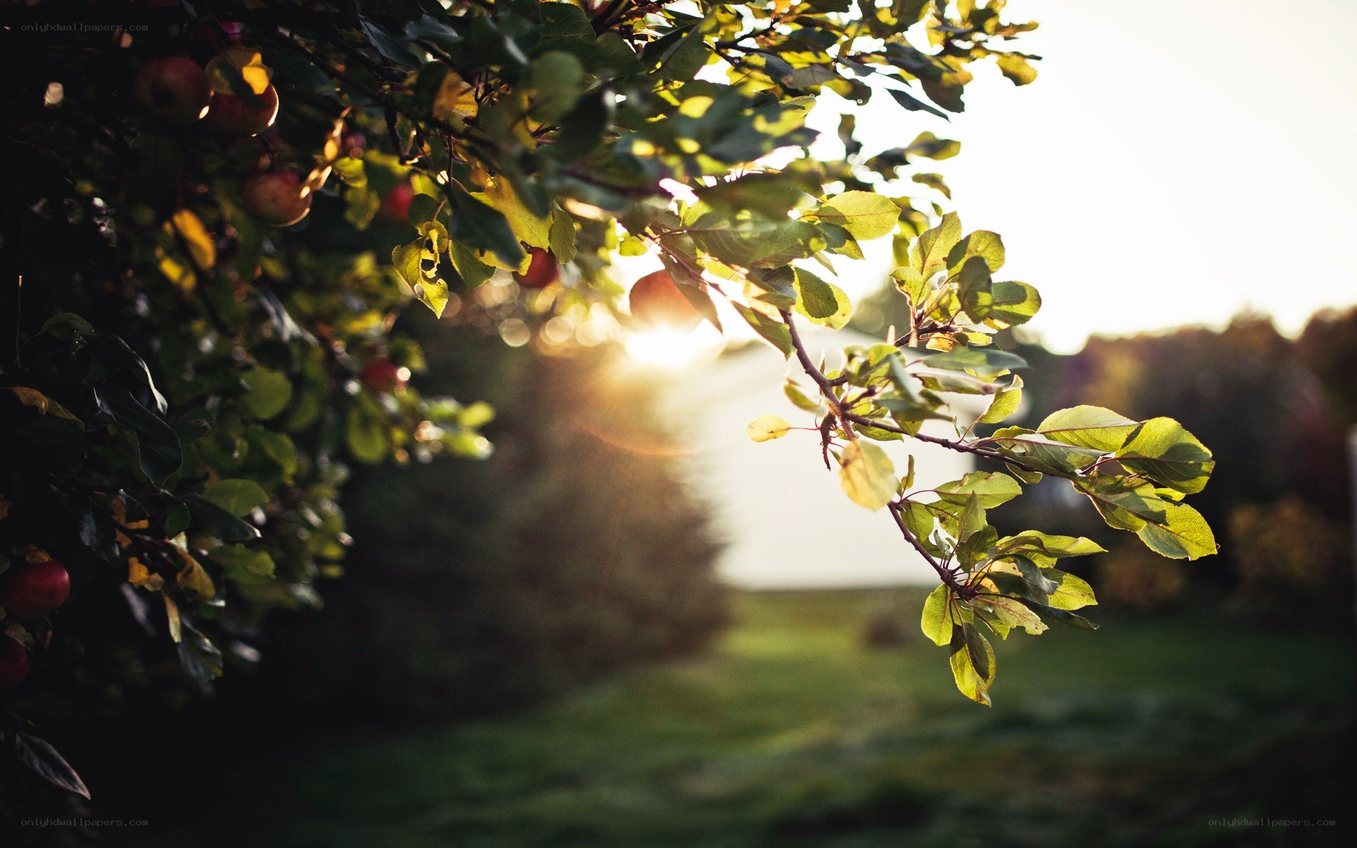 apple tree at sunset