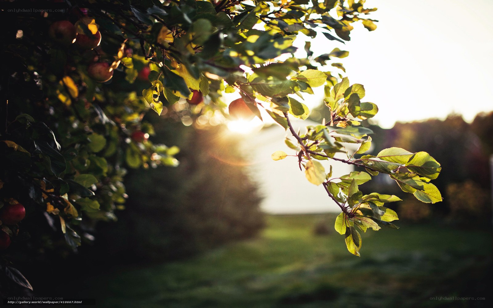 apple tree at sunset