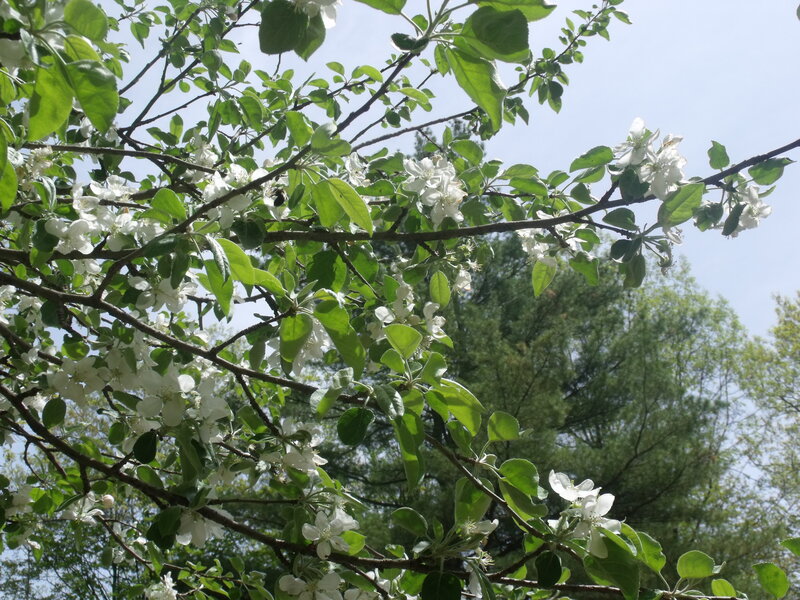 Apple Tree Blossoms — Green, Serene