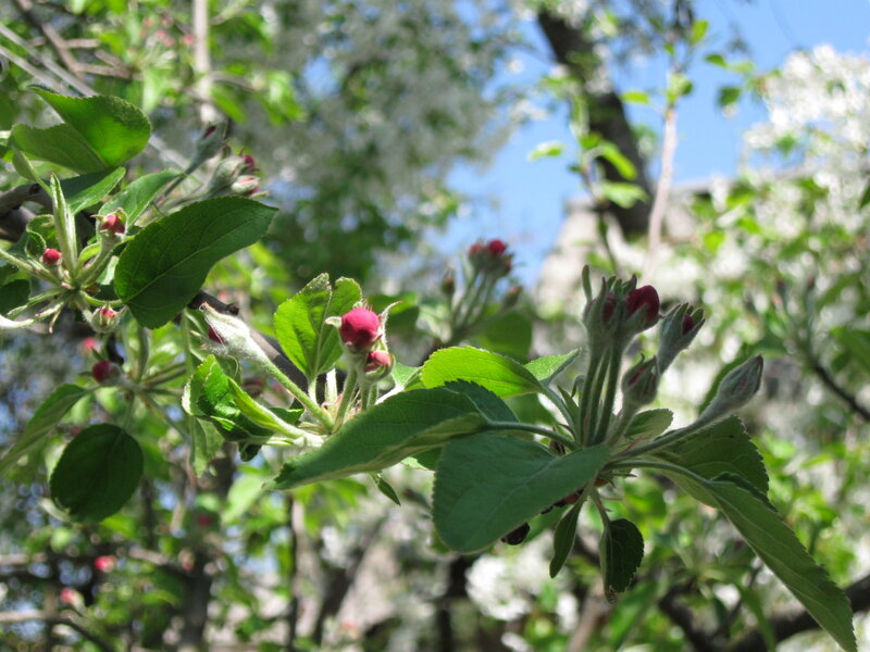 Apple Tree Blossoms — Green