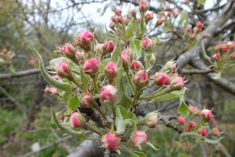 Apple Tree Blossoms — Pink