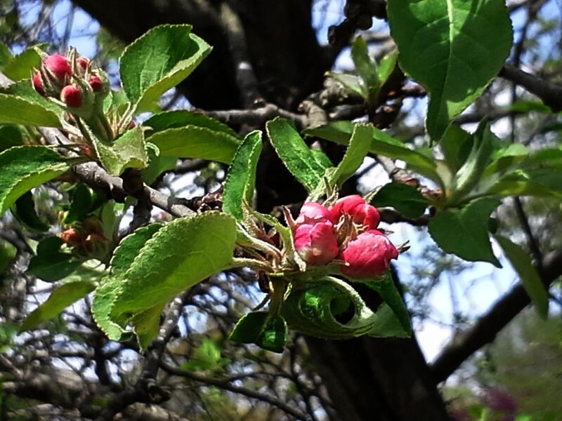 Apple Tree Blossoms