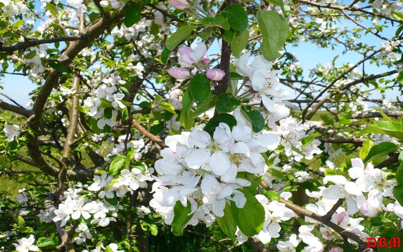 Apple Tree Blossoms — White