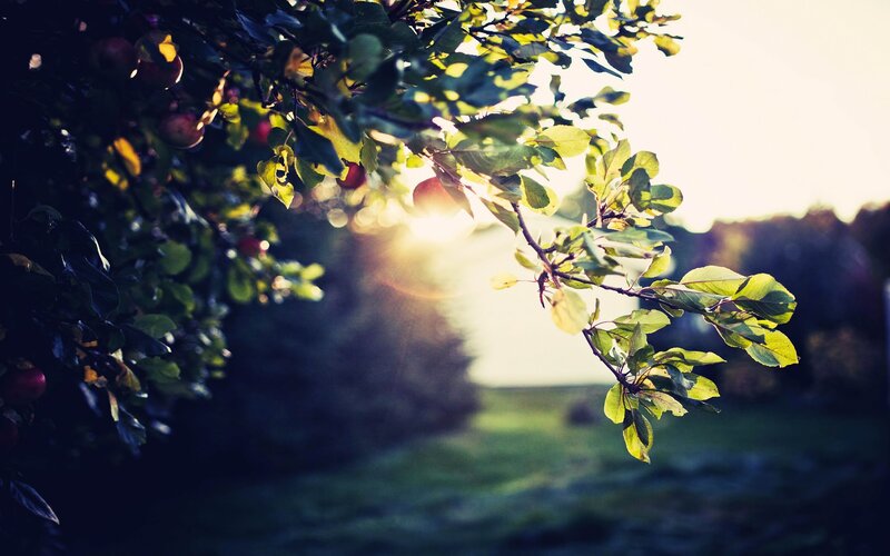 Apple Tree Branch — Green, Serene, Sunset, Photograph