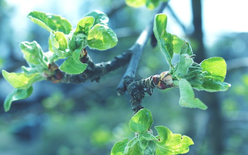 Apple Tree Branch — Green, Serene