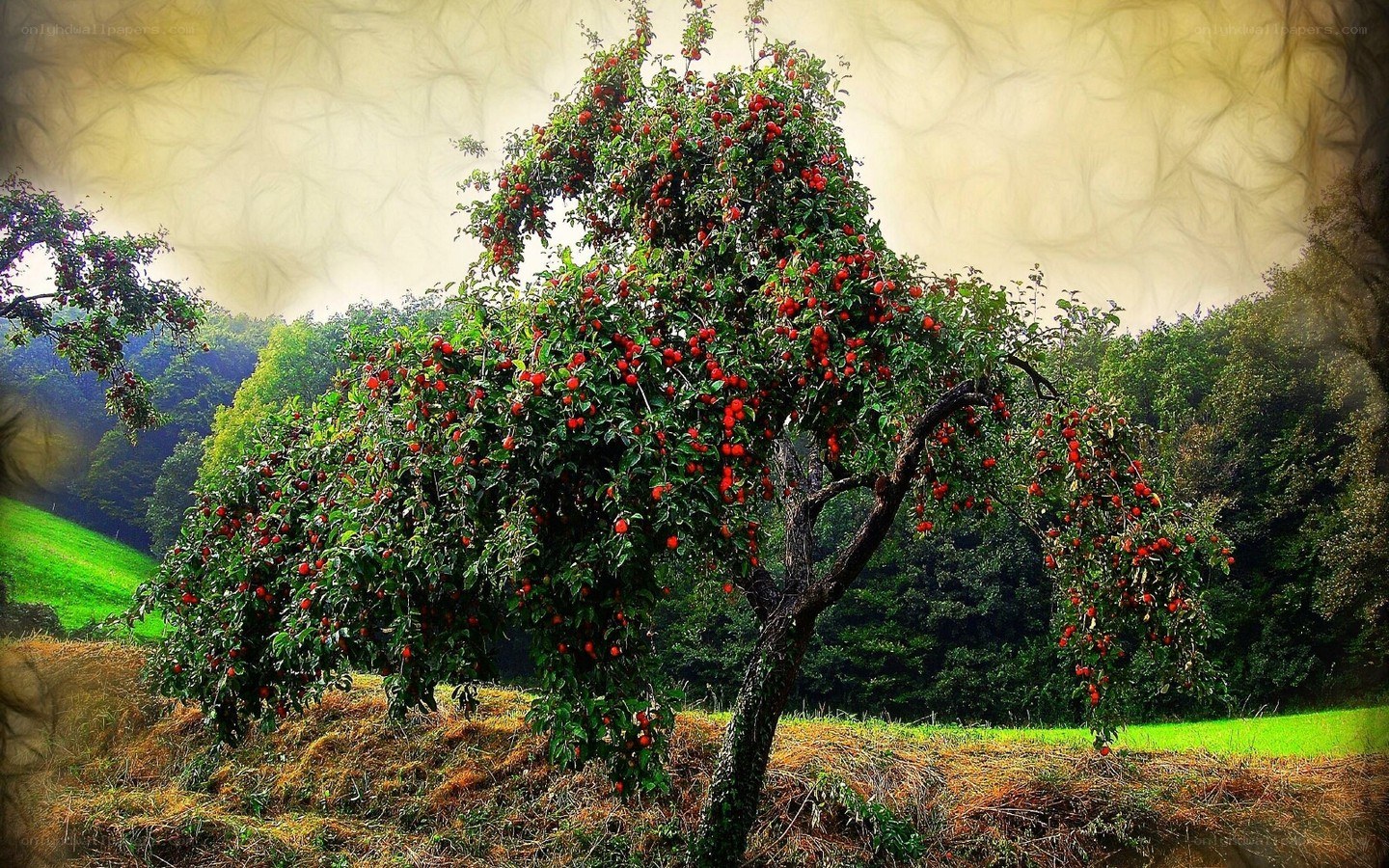 Apple tree in a green field