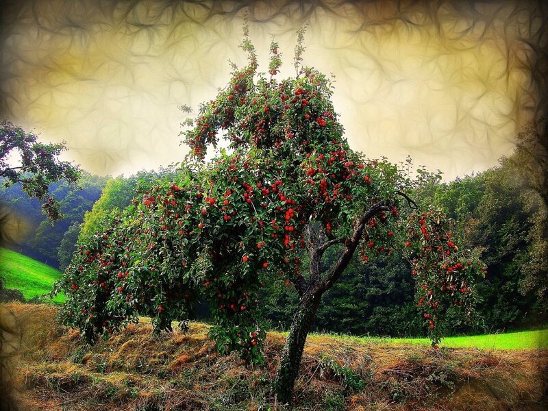 Apple tree in a rural landscape