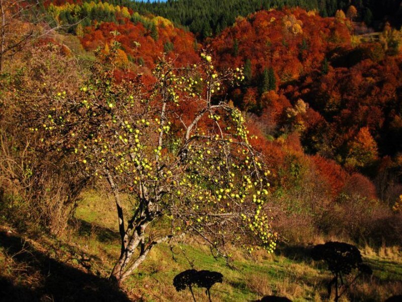 Apple Tree in Autumn