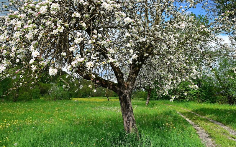 Apple Tree in Bloom — Green, Serene, Spring, Photograph