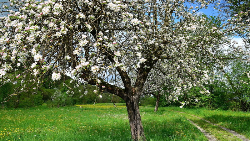 Apple Tree in Bloom — Green, Serene, Spring