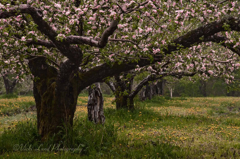 Apple Tree in Bloom — Green, Serene