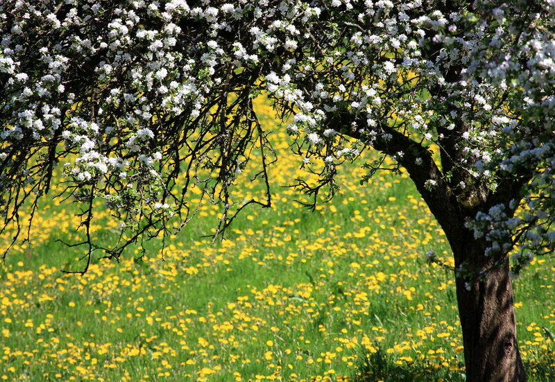 Apple Tree in Bloom — Green