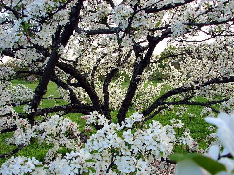 Apple Tree in Bloom
