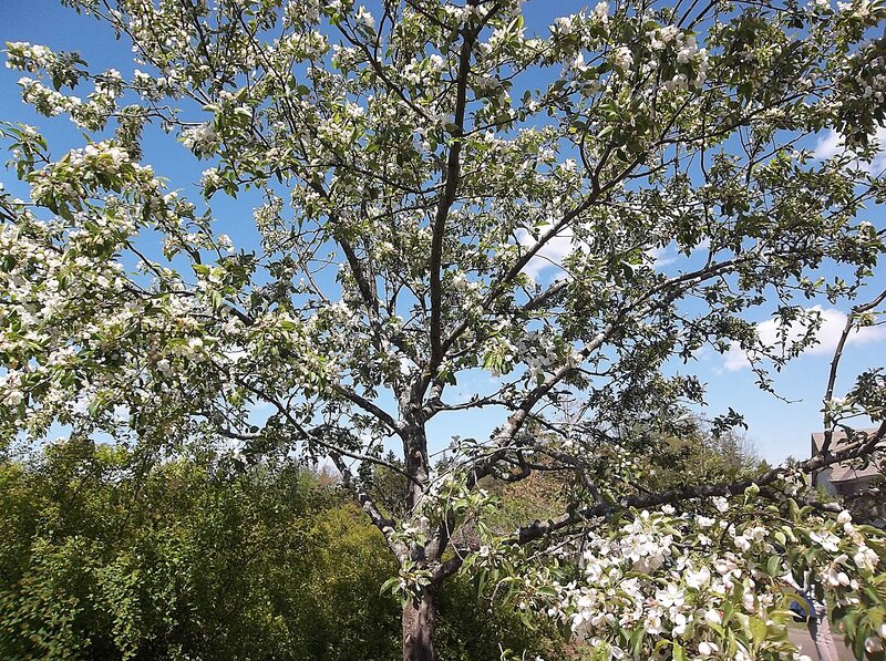Apple Tree in Bloom — White, Serene