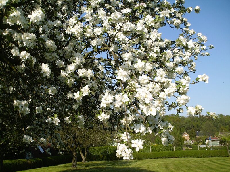 Apple Tree in Bloom — White