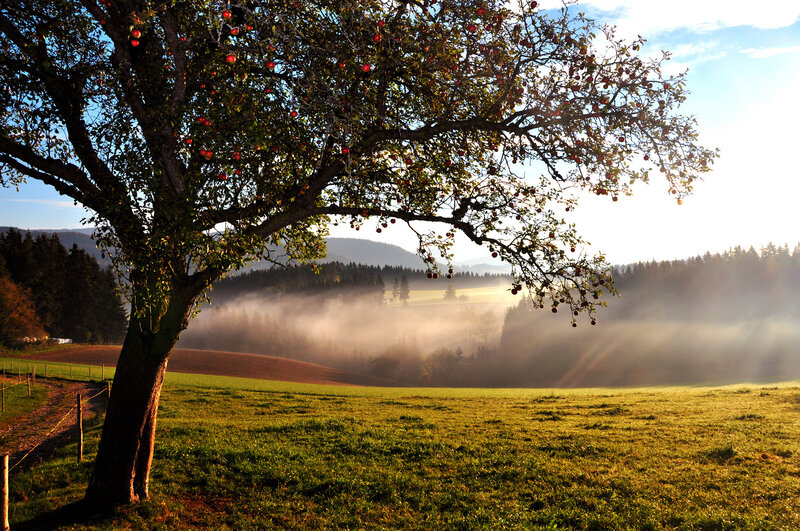 Apple Tree in Field — Green