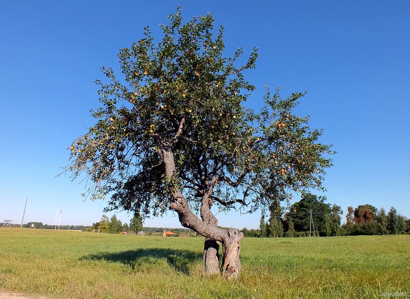 Apple Tree in Field
