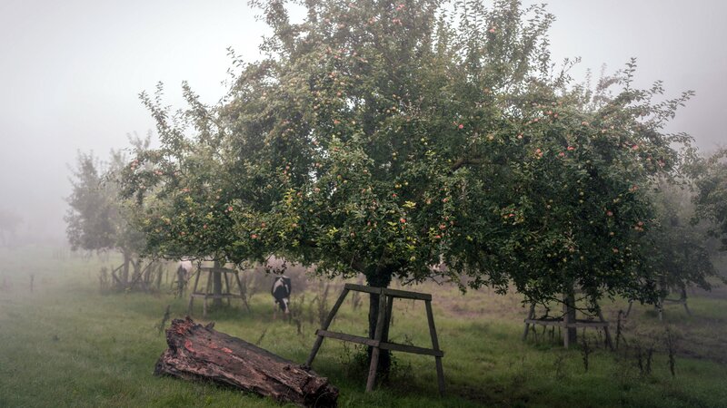 Apple Tree in Fog