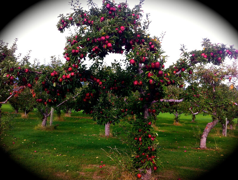 Apple Tree in Orchard — Green, Serene