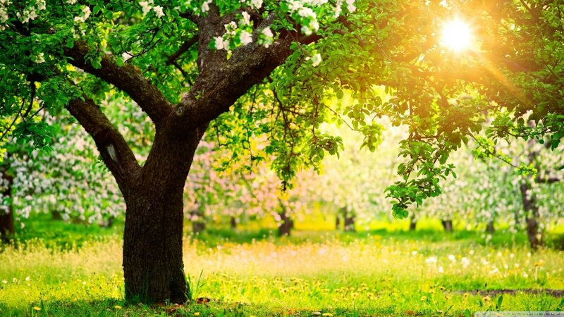 Apple Tree in Orchard — Green