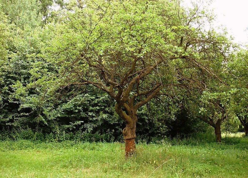 Apple Tree in Orchard