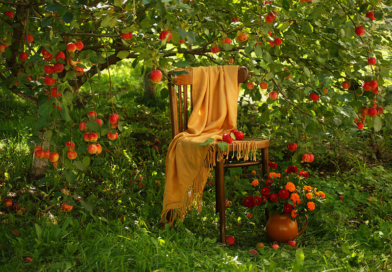 Apple Tree with Chair