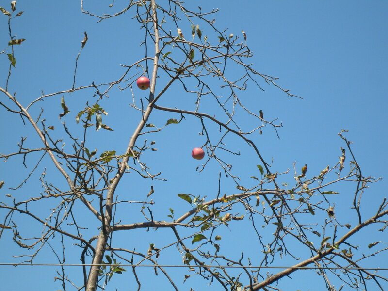 Apple Tree with Fruit — Blue