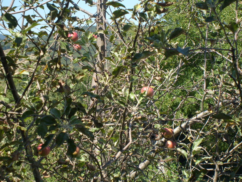 Apple Tree with Fruit — Green, Natural