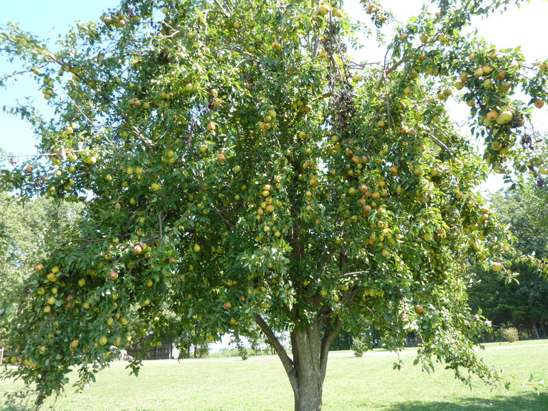 Apple Tree with Fruit — Green, Serene, Afternoon